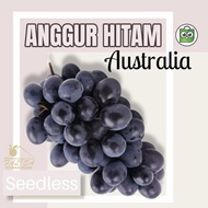 Buah Anggur Hitam Australia Tanpa Biji // 1 Dus