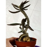 大块根Nice Euphorbia Decaryi 老庄皱叶麒麟大块垠