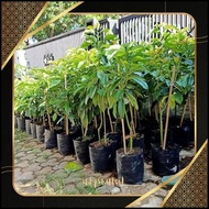 GV23 LI34 qw-45 Avocado Seedlings Sab 034 Large Stems Ready to Bear Fruit Quickly Viral Original Ori