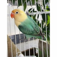 burung love bird biola pb