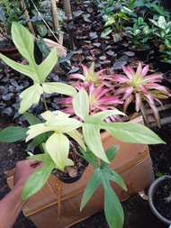 Philodendron Florida Ghost Mint / Philodendron Merpati / Tanaman Hias Philodendron