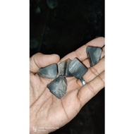 fossil teras gemunggal tua asli .jadi batu