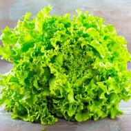 1000 เมล็ด เมล็ดพันธุ์ ผักกาดหอม ผักสลัด Lettuce Seeds