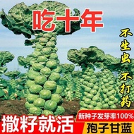 Spores Kale Seeds Four Seasons All Seasons Seeds Kale Seeds Small Cabbage Cabbage Cabbage Cabbage Ve