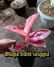 Bibit Bunga Aglonema Aglonema Red Cherry