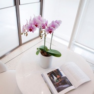 【蘭花盆栽】櫻花公主(小) 蝴蝶蘭盆栽 開幕送禮 升遷 年節送禮