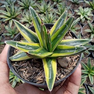 Agave victoria varigata