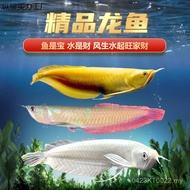 Aquarium Yellowing Livable Fish Fry Red-Eyed Silver Arowana Tropical Fish Ornamental Fish Silver Aro