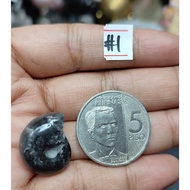 Natural Ammonite Fossil Specimen NO HOLE