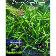 ️MINDANAO only choose J&T ️Dwarf Sagittaria