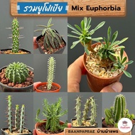 รวมยูโฟเบีย Mix Euphorbia แคคตัส กระบองเพชร ไม้อวบน้ำ cactus&amp;succulent