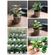 Auspicious Tree Minimal (Fake Wood) 3 Pieces Additional Desk ‍