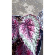 Begonia Rex/Tanaman Hias Daun