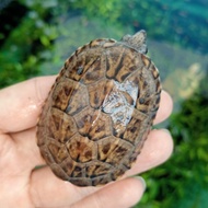 mainan kura air mgm baby up mexican Giant musk turtle kura air tawar