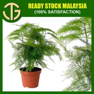 【2024 SALE】 Asparagus Dwarf Setaceus Fern 文竹 Plant Live -  Indoor Plant