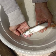 Arowana silver red 20 cm / ikan arwana silver