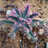 Plants that are truly alive 活着的植物Nagran Succulent Plant Undead Bird Brocade Rooting Jingtianke Pot S