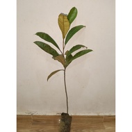 Pokok Nyatoh Taban Merah / Gutta Percha / Palaquium gupta