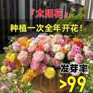 小欣批發 現貨 太陽花種孑重瓣四季花種籽野花組合鳳仙花室內外庭院易活盆栽種子