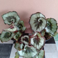 paket begonia keong 3