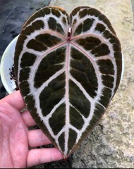 美國紅水晶花燭