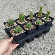 Garden pot Holder 6-hole GRID TYPE with 6pcs Square pot (10.4cm x 13cm) BUNDLE