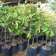 Durian Black Thorn (Durio zibethinus ‘D200’) - - Pokok Durian Duri Hitam - ड्यूरियन ब्लैक थॉर्न पौध