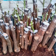 PLING DICARI PAKET MURAH 6 BIBIT ANGGUR IMPORT CUTTING/GRAFTING