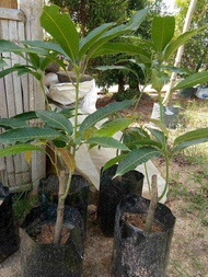 Pokok Mangga Harum Manis Hybrid