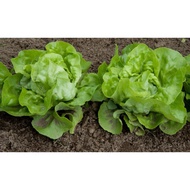 LEAFY LETTUCE SEEDS (1200 seeds)