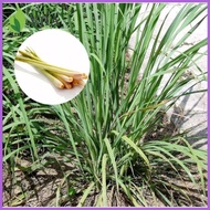 ✴ ◬ ◧ lemon grass plant seeds