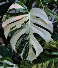 Monstera white Tiger variegata