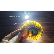 Ammonite pendant Bancai Luo pendant One Piece