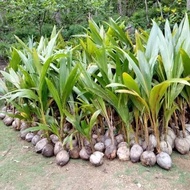 5 bibit kelapa hibrida / kelapa ijo