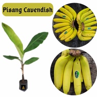 Bibit pohon pisang Cavendish Bella bibit