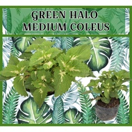 green halo mayana rooted live coleus plant