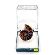 Madagascar Ammonite Fossil 965