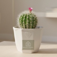 8CM WHITE GEM POT 8cm WHITE pot plastic pot WHITE FLOWER VASE.