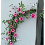 Climbing Rose Vine Is 1.7M Long, High Quality Real Moss Stem