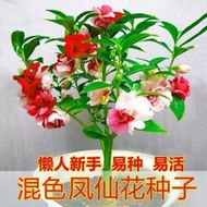 好姐姐丶重瓣鳳仙花種子 種籽指甲花七彩鳳仙花茶花四季播庭院陽臺盆栽花卉種子 種籽tqxy