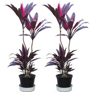 Egrow 10 Pcs/Pack Cordyline terminalis seeds Bonsai  Fruticosa flower for Home Garden plant