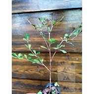 NEWCOD✢۩African Talisay  Green Terminalia Mantaly tree decor landscape outdoor Garden