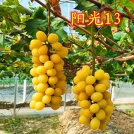 【Easy to Live】Golden Sunshine Thirteen Rose Grapes:Fruit Tree, Fruit Seedling, Climbing Vine, Grape Tree, Southern Plant