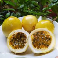 Anak pokok markisa panama gold/passion fruit/markisa kuning/markisa