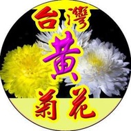 白菊花-黃菊花-台灣白菊花-台灣黃菊花 【啟陞食品】–【湖廣藥材】-【火速出貨】迪化街一段74號【02-2556087】