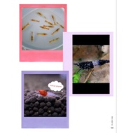 Aquarium accessories rainbow package30e, bonus10e