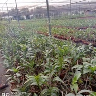 Tanaman Hias Paket 6 Tanaman Anggrek Dendrobium Hitam Papua