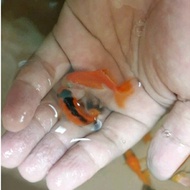 ikan hias mas koki oranda aquarium/ikan mas koki/ikan koki