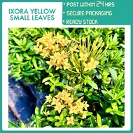 PBN - ixora yellow big leaves - flower pokok bunga nursery sunkist jenjarum tudung periuk outdoor pl