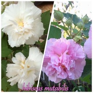 5 Keratan Pokok Bunga Hibiscus Mutabilis/ Pokok Bunga Hibiscus Mutabilis